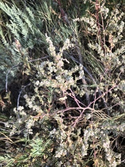 Atriplex argentea expansa