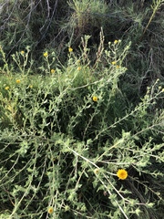 Grindelia havardii