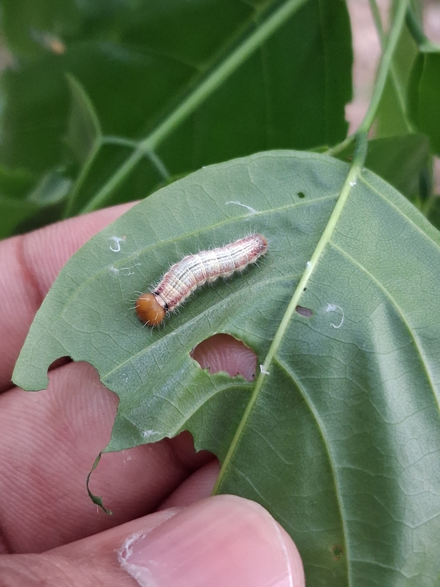 Common Banded Awl
