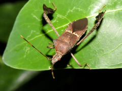 Leptoglossus concolor