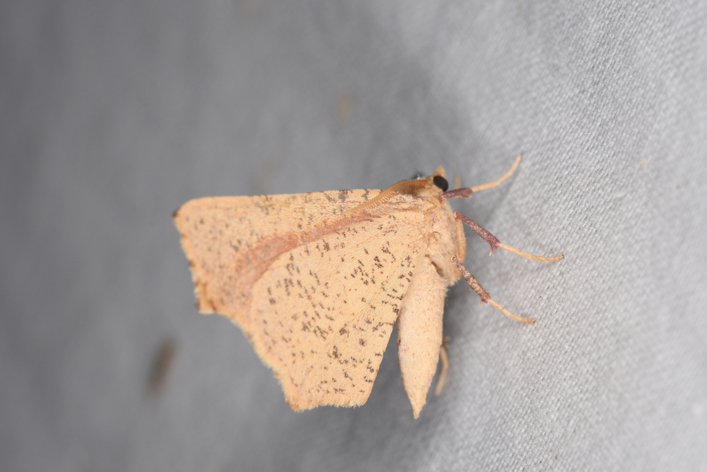 Slossonia rubrotincta