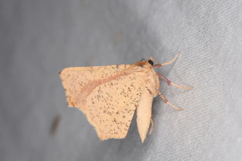 Slossonia rubrotincta