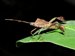 Leptoglossus concolor