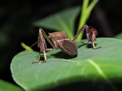 Leptoglossus concolor