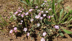 Lampranthus