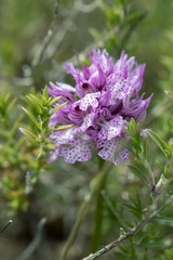 Neotinea tridentata commutata