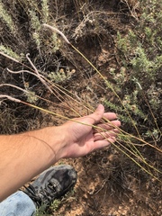 Dalea cylindriceps
