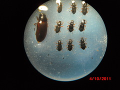 Microcylloepus