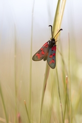 Zygaena oxytropis