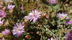 Lampranthus