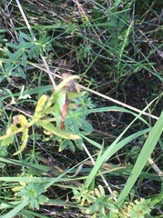 Conocephalus dorsalis