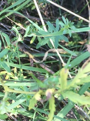 Conocephalus dorsalis