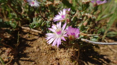 Lampranthus