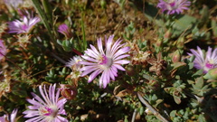 Lampranthus