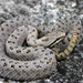 Crotalus pricei - Photo (c) Michael Price, μερικά δικαιώματα διατηρούνται (CC BY-NC-ND), uploaded by Michael Price