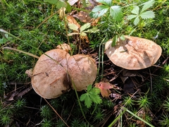Suillus subalutaceus