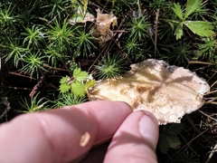 Suillus subalutaceus