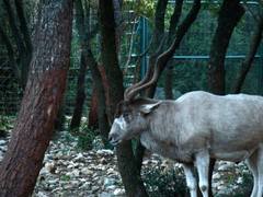 Addax nasomaculatus