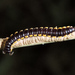 Long-flange Millipede - Photo (c) Cheryl Harleston López Espino, some rights reserved (CC BY-NC-ND), uploaded by Cheryl Harleston López Espino