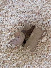 Monomorium pharaonis