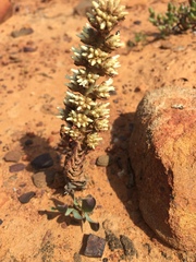 Crassula alpestris massonii