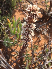 Crassula alpestris massonii