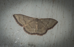 Idaea coercita