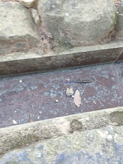 Plestiodon japonicus