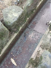 Plestiodon japonicus