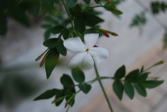 Jasminum grandiflorum