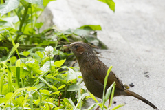 Trochalopteron lineatum