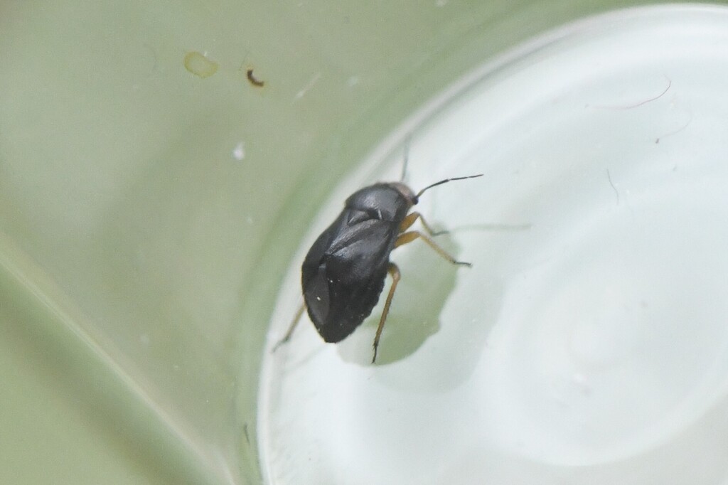 Strongylocoris leucocephalus