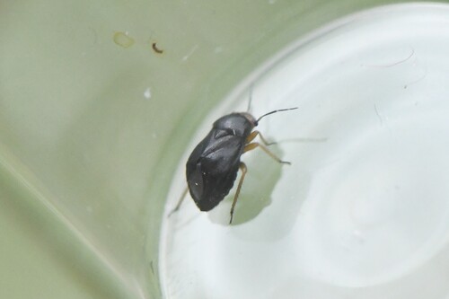 Strongylocoris leucocephalus