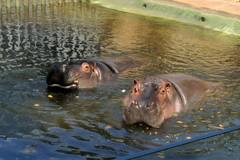 Hippopotamus amphibius