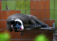 Mandrillus sphinx