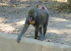 Mandrillus sphinx
