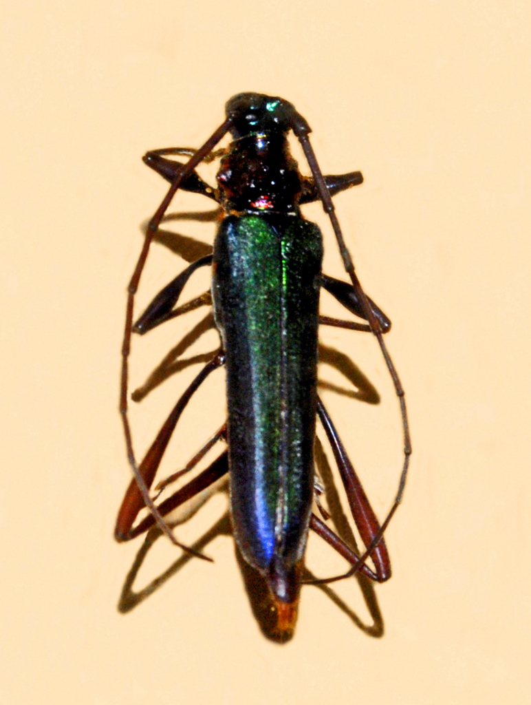 Chromacilla