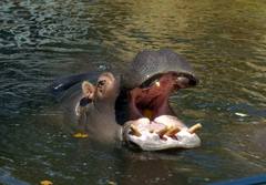 Hippopotamus amphibius