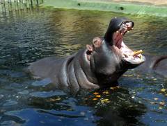 Hippopotamus amphibius