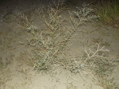 Psorothamnus emoryi arenarius