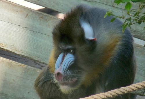 Mandrill (Mandrillus sphinx)