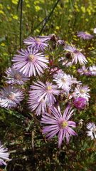 Lampranthus