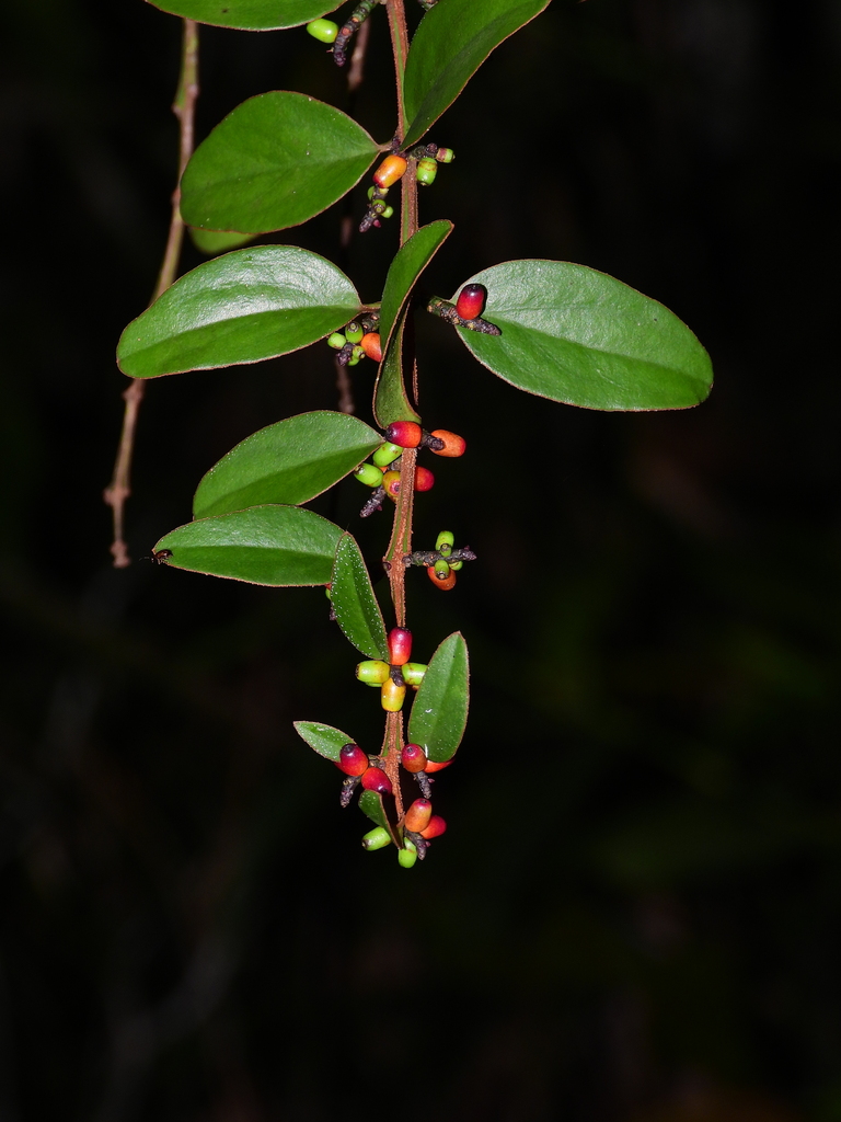Oryctanthus florulentus