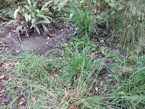 Carex phacota iNat (3)