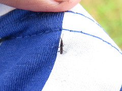 Taphroderopsis oscillator