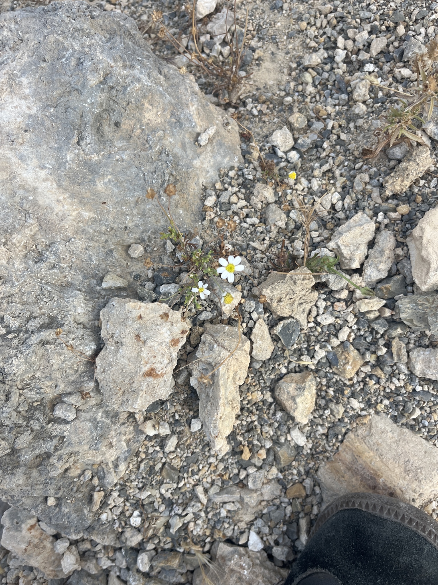 Chios Chamomile (Anthemis chia)