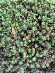 Polytrichum