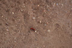 Sphaeropthalma unicolor