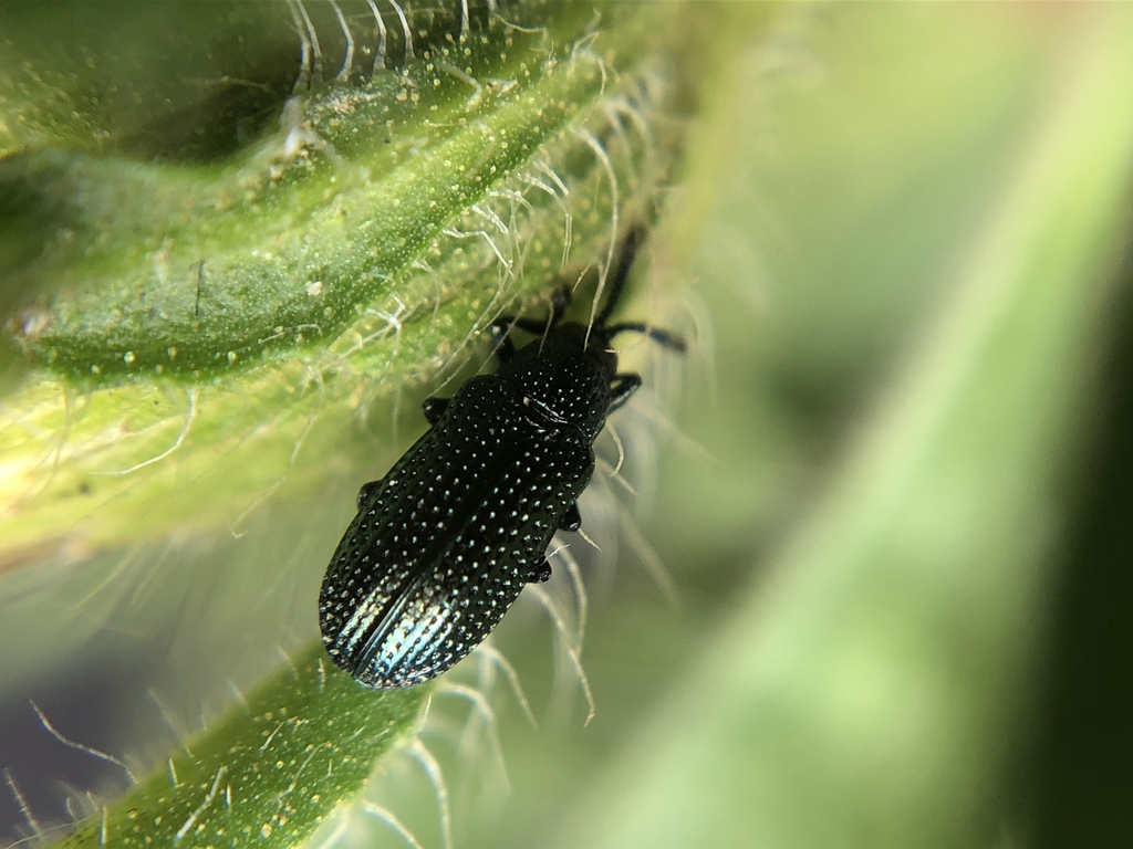 Microrhopala excavata cyanea