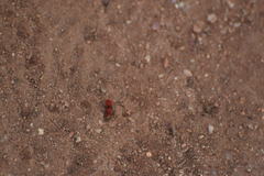 Sphaeropthalma unicolor